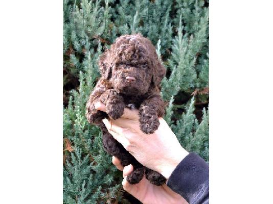 Κουτάβια Lagotto Romagnolo
